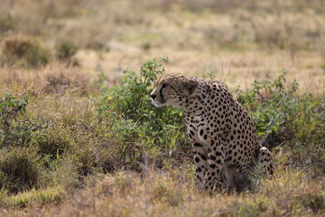 Gepard13