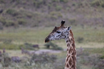 Giraffe4