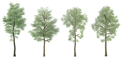 3d rendering of Bucida buceras,Terminalia ivorensis trees on transparent background