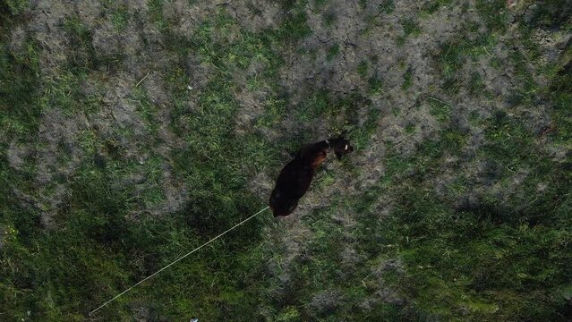 Top view of a donkey tethered and alone in a semi-deciduous field with barren spaces.