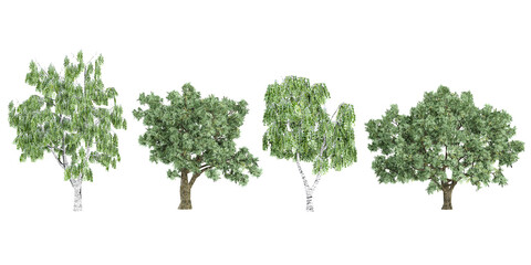 Jungle Betula,Salix fragilis trees shapes cutout 3d render set
