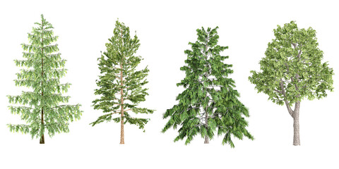 photorealistic 3D rendering of Pinus,Pinus Strobus,Cedrus deodara,Acer platanoides trees in transparent background