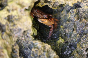 crab7