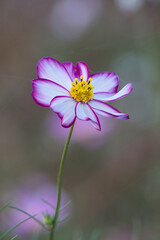 Fototapeta premium 秋風に揺れる、美しいコスモスの咲く風景