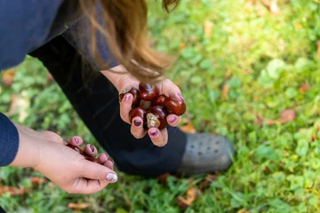 Fotobehang Eine Hand voller Kastanien im Herbst © Stefan Werner