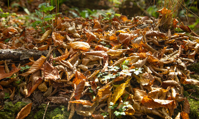 Beautiful view of leaves in autumn forest.
