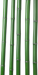 group of bamboo isolated