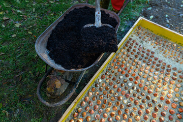 Planting tulip bulbs in a raised bed during sunny autumn afternoon. Adding compost to flowerbed....