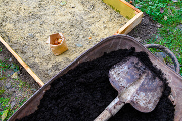 Planting tulip bulbs in a raised bed. Adding compost to flowerbed. Growing tulips. Fall gardening...