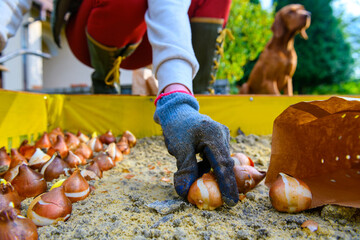 Planting tulip bulbs in a raised flower bed during a beautiful sunny autumn afternoon. Growing...