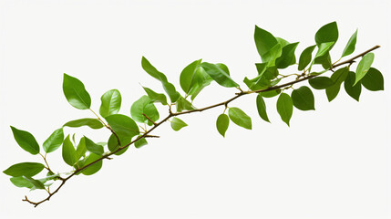 Branch with green leaves on a transparent background