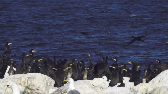 Colony of southern cormorant (Phalacrocorax carbo sinensis) on islands of Gulf of Finland, Baltic Sea. Colony is located on granite boulder ludas. Most pandemonium nestlings are month old