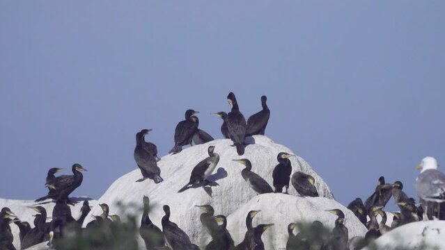 Colony of southern cormorant (Phalacrocorax carbo sinensis) on islands of Gulf of Finland, Baltic Sea. Colony is located on granite boulder ludas. Conflicts between birds for dominance at top