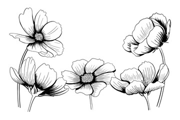 line ink drawing of cosmos flower in black and white