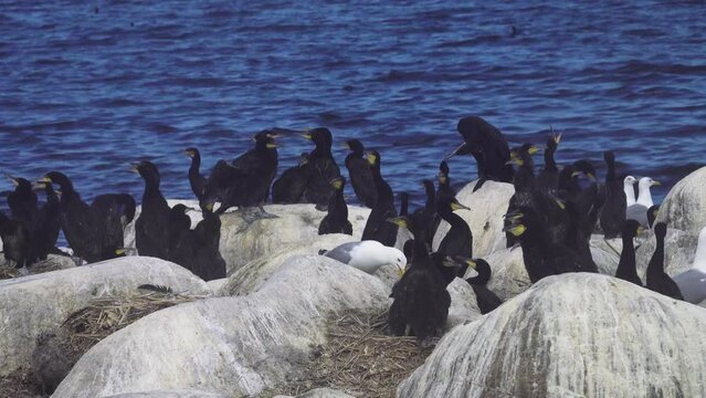 Colony of southern cormorant (Phalacrocorax carbo sinensis) on islands of Gulf of Finland, Baltic Sea. Colony is located on granite boulder ludas. Most pandemonium nestlings are month old