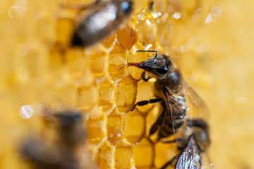 Working bees on honeycomb, closeup. Colony of bees in apiary. Beekeeping in countryside. Macro shot with in a hive in a honeycomb, wax cells with honey and pollen. Honey in combs
