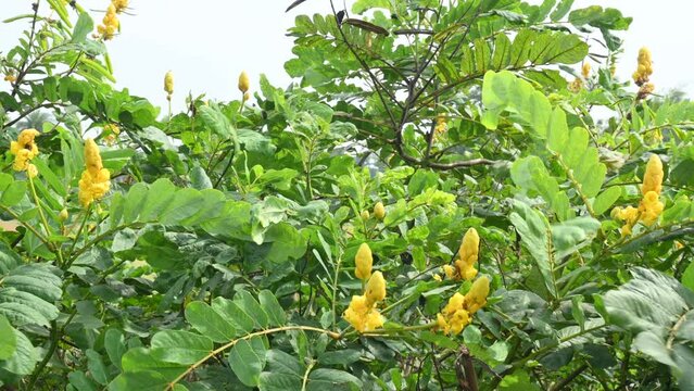 Senna alata flower. It is a important medicinal tree. Its other names emperor candlesticks, candle bush, candelabra bush, Christmas candles flower, empress candle plant, ringworm shrub and candletree.