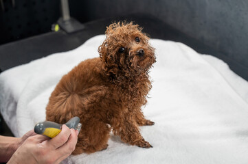 Woman brushing brown toy poodle in grooming salon. 