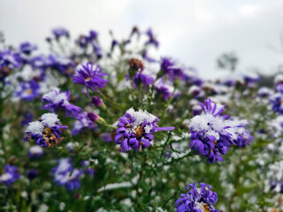 flowers under the first snow close-up with blurred background