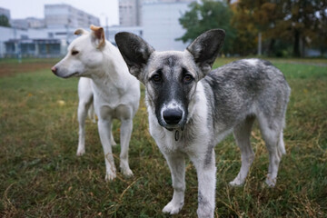 Fototapeta premium Mix breed homeless mutt dog portrait 
