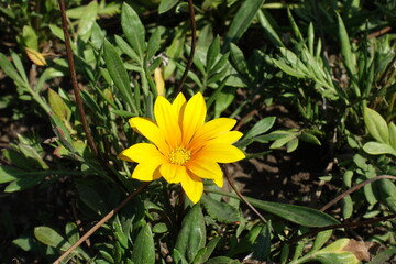 Single bright yellow flower of Gazania rigens in September