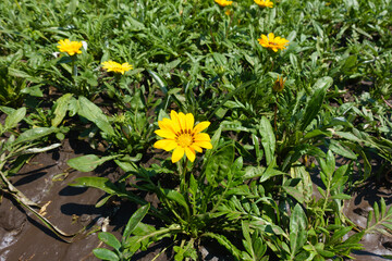 Several bright yellow flowers of Gazania rigens in July