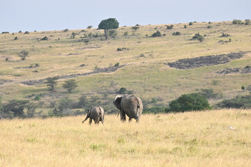 elephants in the savannah