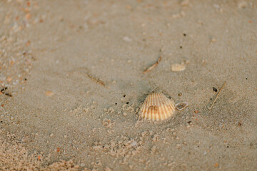 shell on the sand