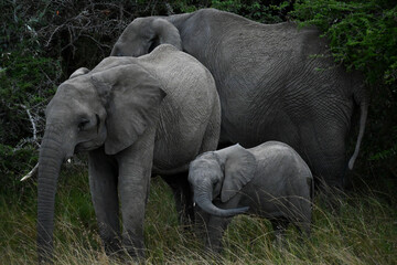 elephants, masai mara, Kenya