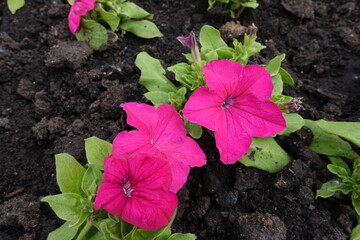 Three vibrant pink flowers of petunias in May