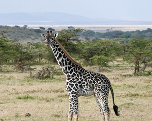 baby giraffe in masai mara, kenya