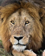 portrait of a lion