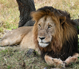 lion in the grass, maisai mara Kenya