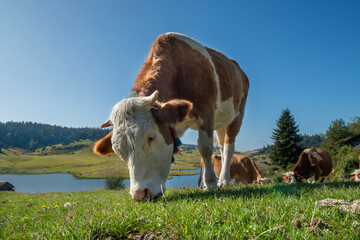 Cows grazing in green meadows. Brown and white cows graze in the meadow with a blue sky. Cow in a...