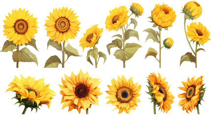 Sunflower watercolor set isolated on transparent background