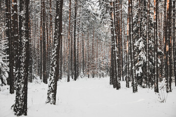 winter forest landscape with snow