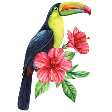 Tropical watercolor bird. Toucan, flowers and leaves. Exotic bird isolated on white background. Botanical illustration