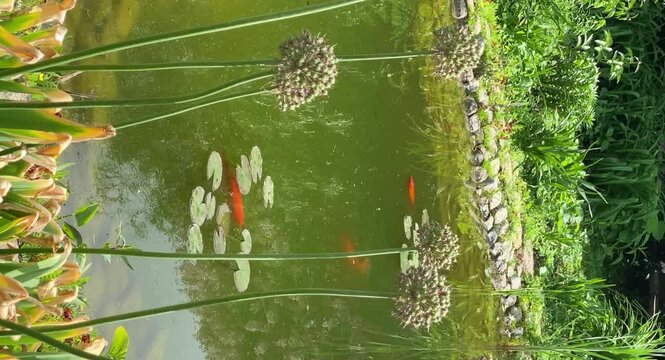 A flock of koi carp swim in a beautiful decorative lake in the garden. Vertical video