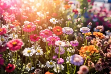 Crédence de cuisine en verre imprimé Herbe Flower field in sunlight, spring or summer garden background.