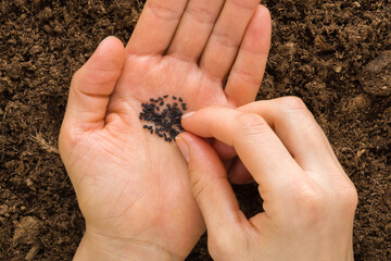 Young adult woman fingers taking leek seeds from palm for planting in fresh dark soil. Closeup....