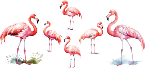 set watercolor flamingo on white background, cute, childish style drawing.