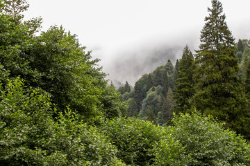 Fototapeta na wymiar Misty green forest. Giresun kumbet plateau. Misty weather. Shot in turkey giresun