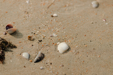 shell on the sand