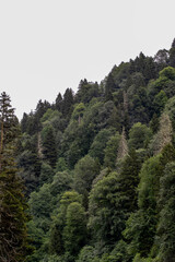 Misty green forest. Giresun kumbet plateau. Misty weather. Shot in turkey giresun