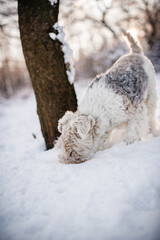 Cute foxterrier sniffing under fresh snow.