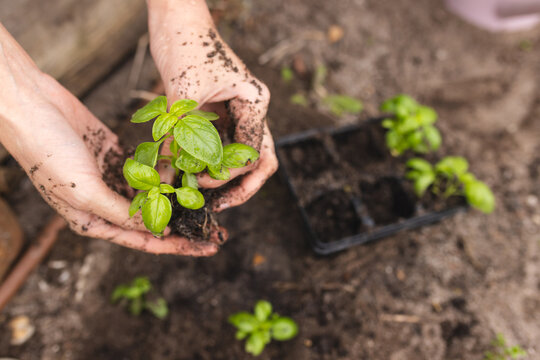 Hands of biracial woman planting in sunny garden