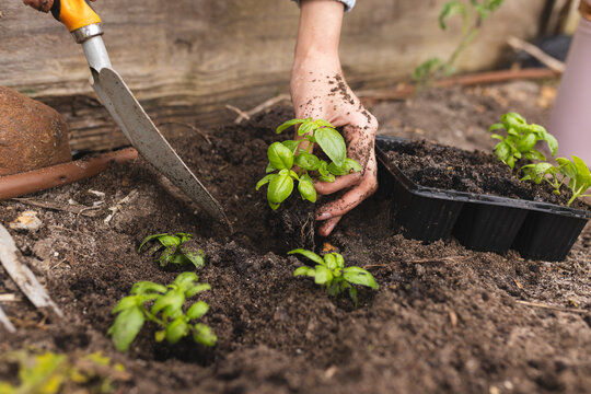 Hands of biracial woman planting in sunny garden