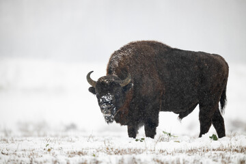 European bison - Bison bonasus in the Knyszyn Forest