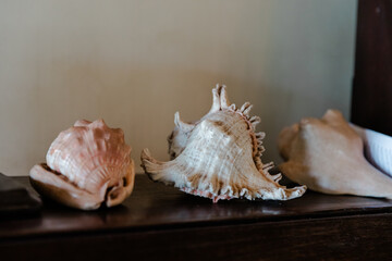 sea shells on a black