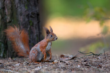 Red squirrel in the forest
